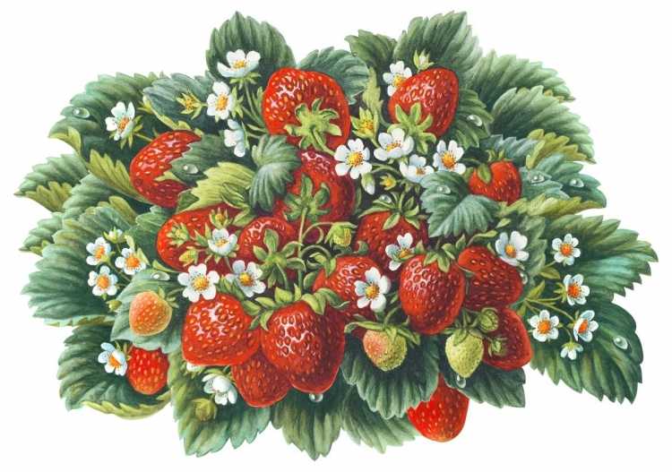 Земляника для декупажа