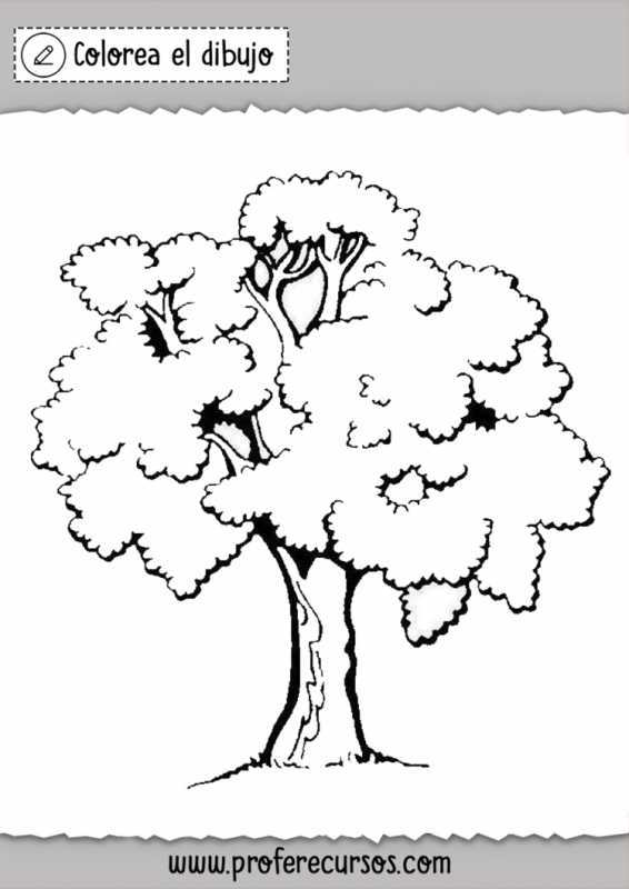 Апельсиновое дерево раскраска