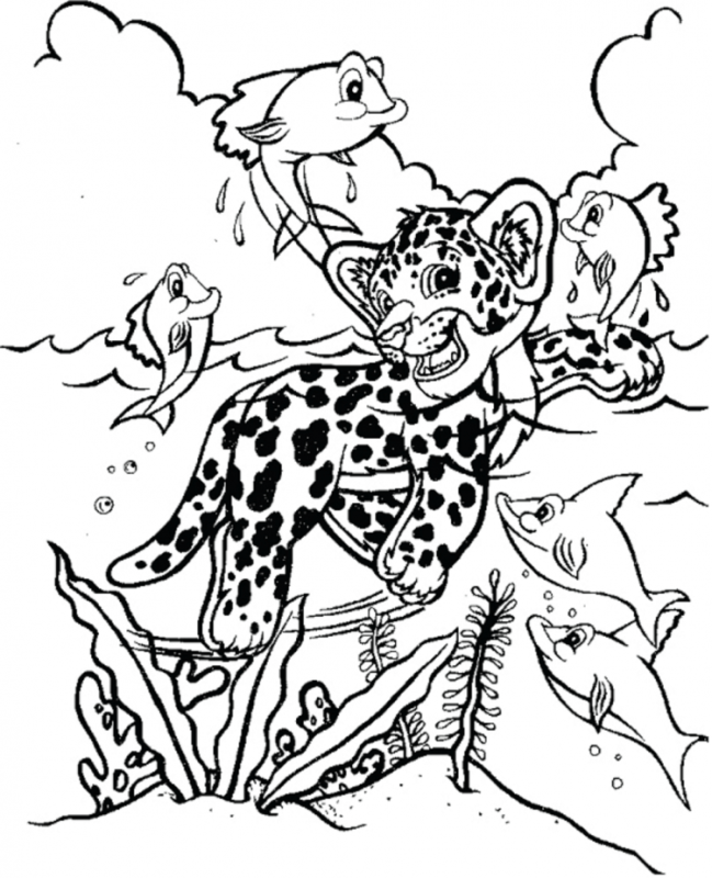 Раскраски животные гепард