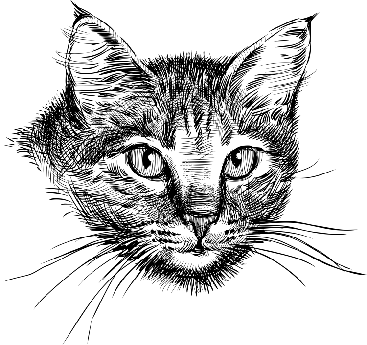 Графическая морда кошки