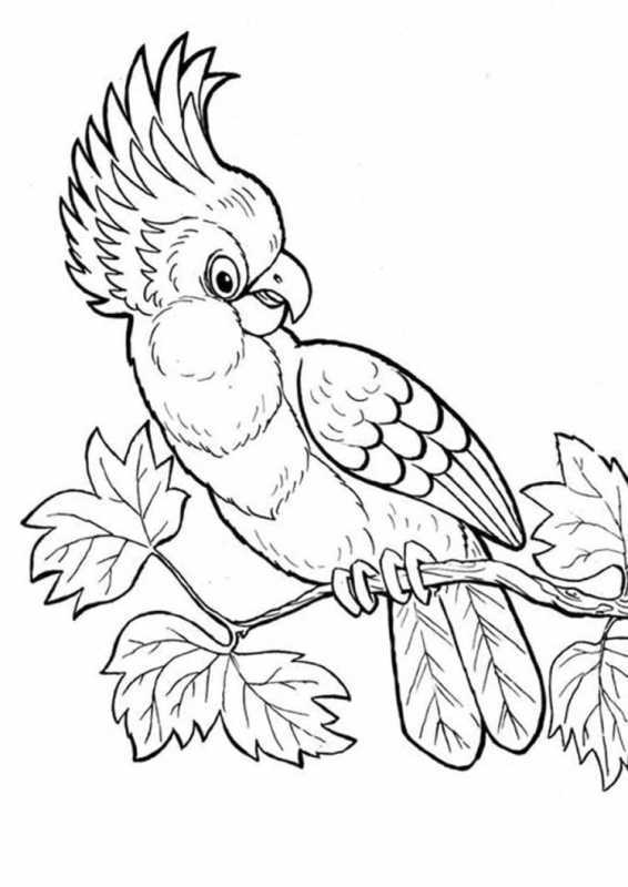 Попугай жако рисунок
