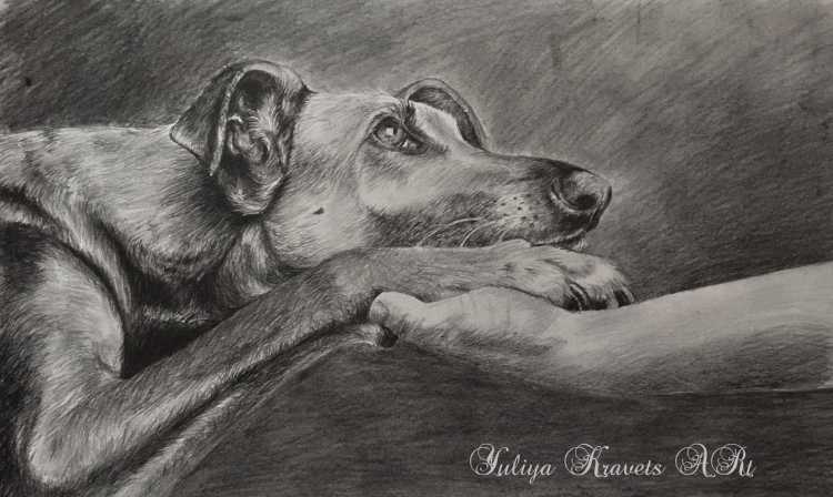Бездомные животные рисунки