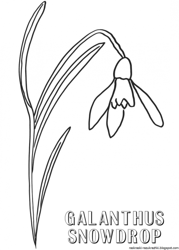 Подснежник раскраска