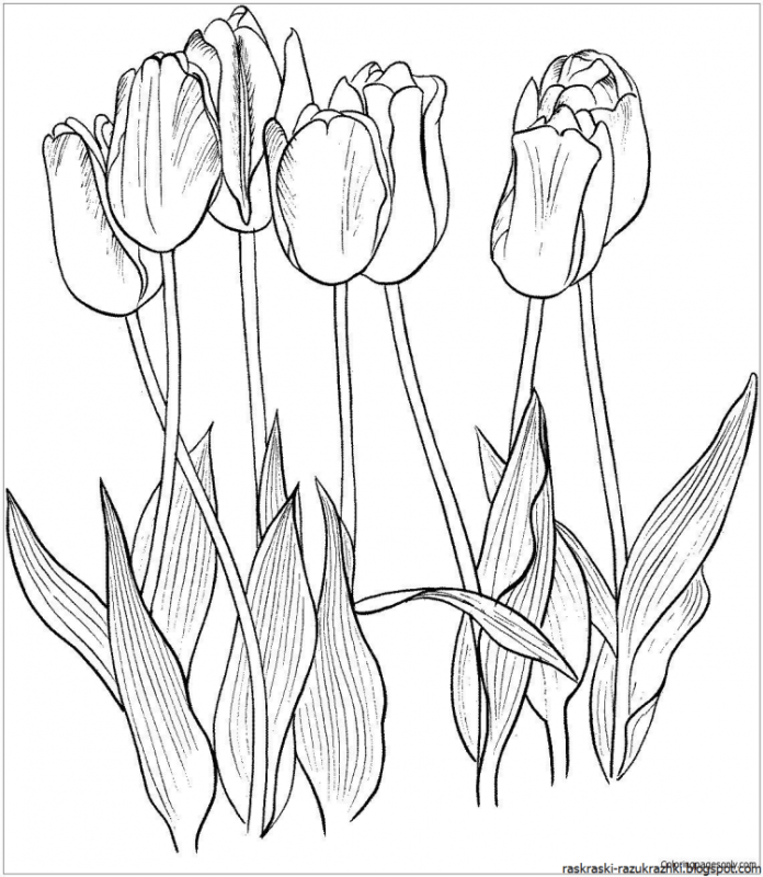 Тюльпан карандашом для детей