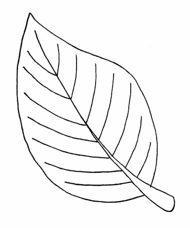 Листья раскраска