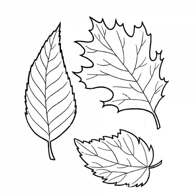 Яблоко с листом контур