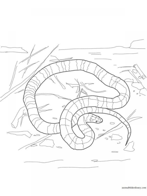Раскраска змеи Анаконда