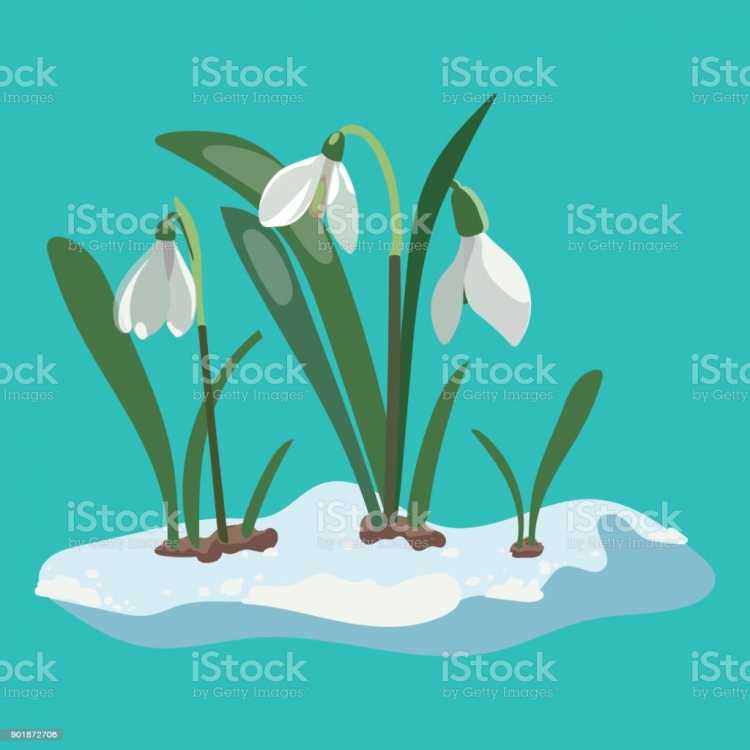 Подснежники раскраска для детей