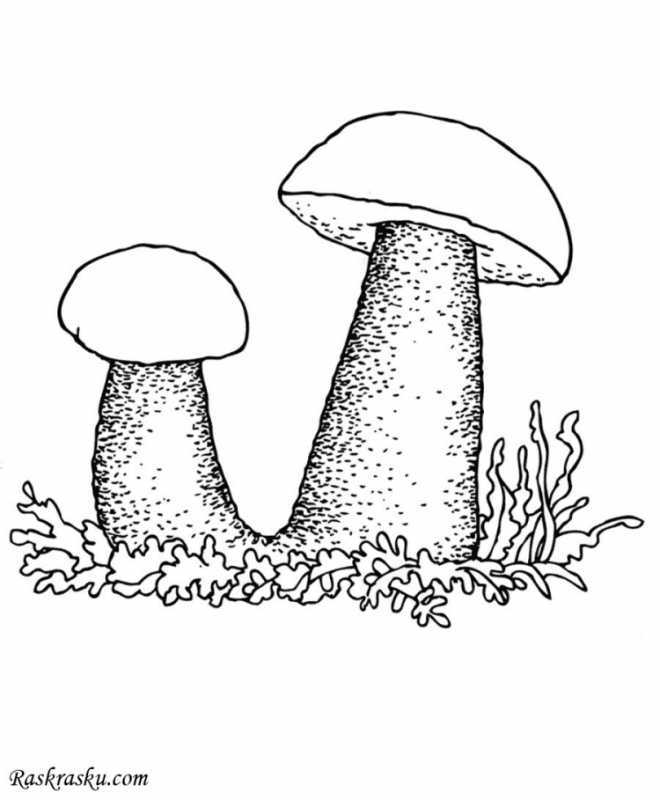 Гриб Рыжик раскраска