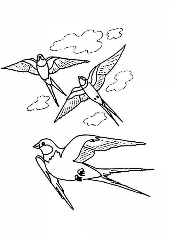 Ласточка раскраска