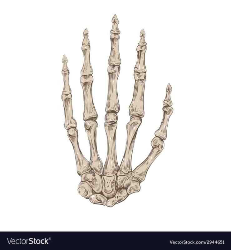 Скелет руки и ноги