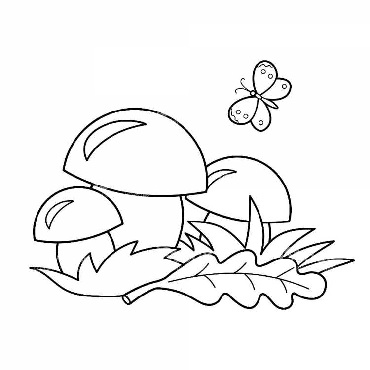 Царство грибов раскраска