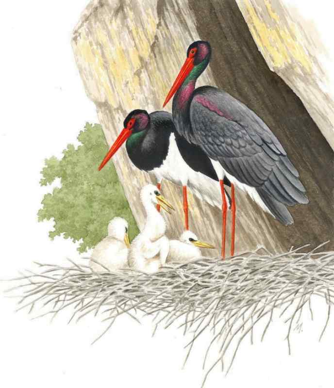 Аист летит с ребенком