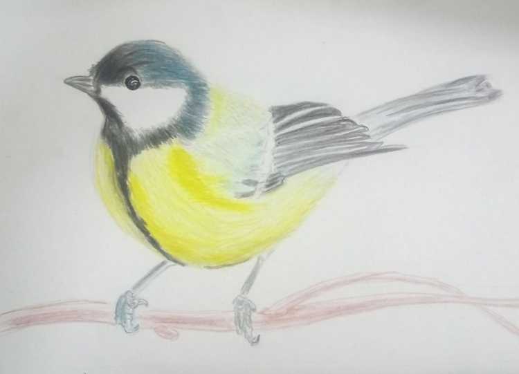 Синичка карандашом