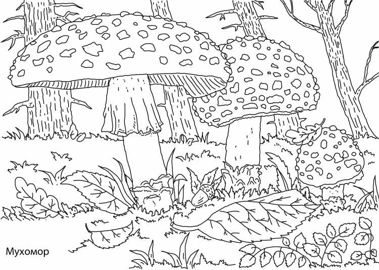 Раскраска грибы маленькие