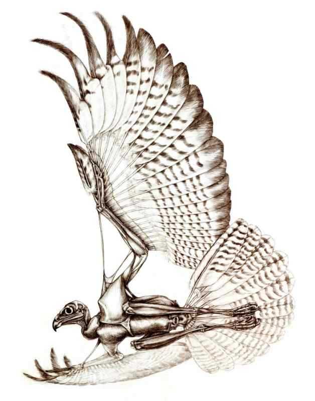 Анатомия крыла птицы