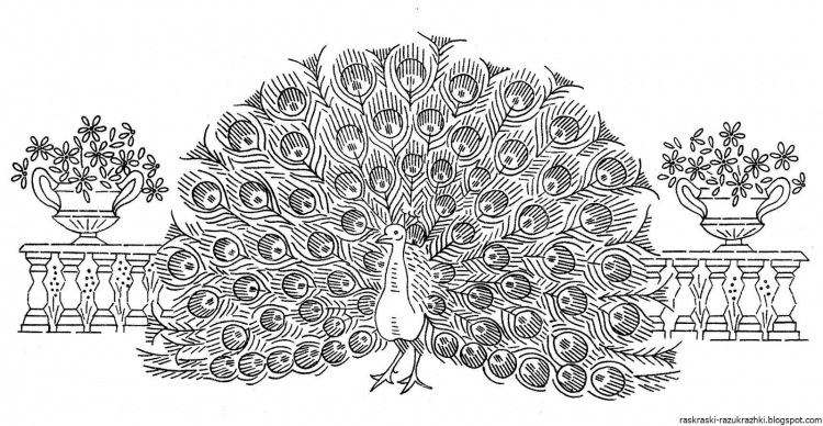 Павлин. Раскраска