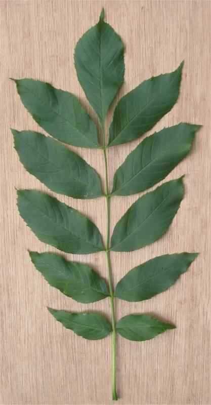 Fraxinus Excelsior лист