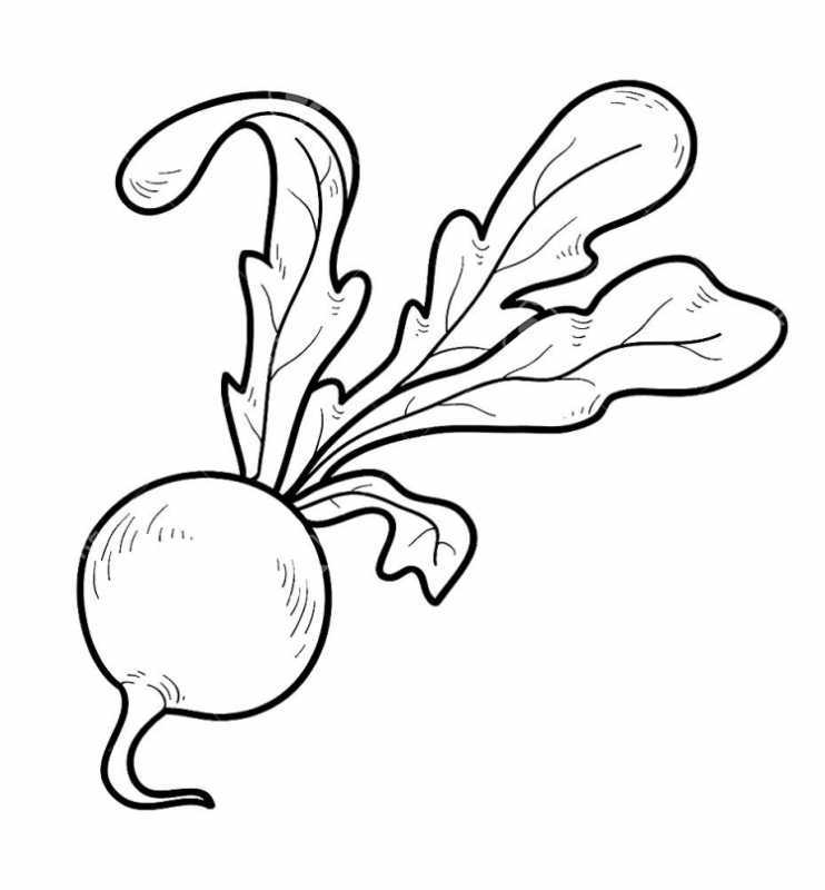 Сказки-раскраски. Репка