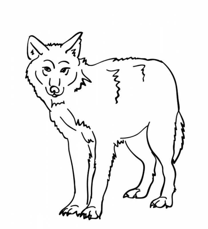 Волк рисунок карандашом для детей