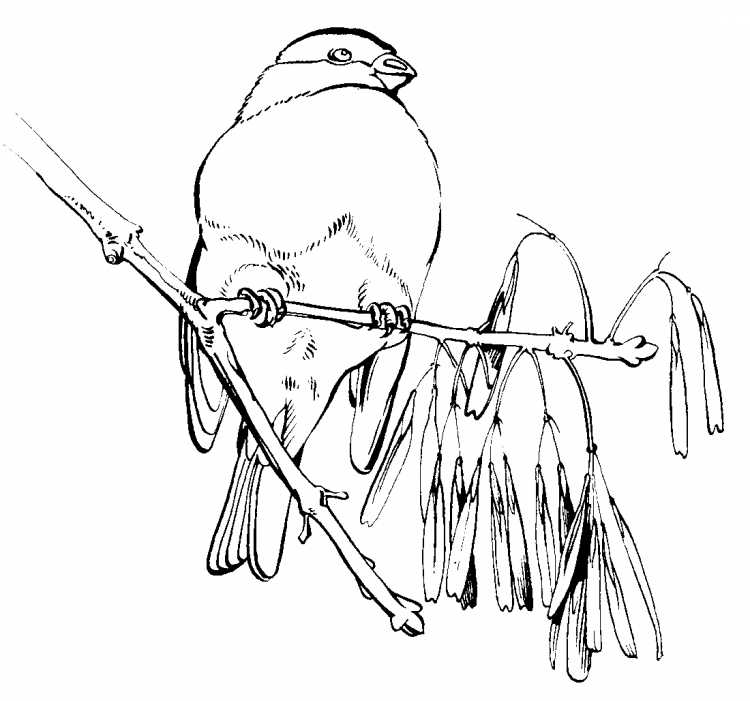 Птичка на ветке раскраска