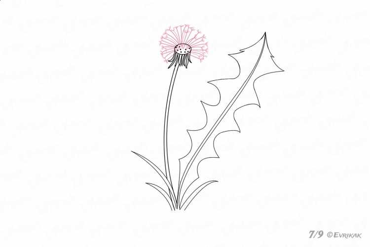 Одуванчик раскраска