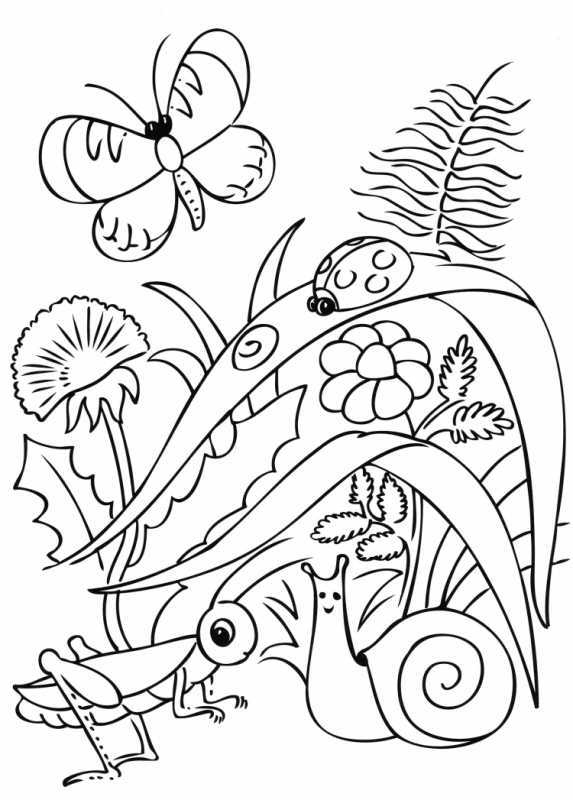 Раскраска насекомые бабочка