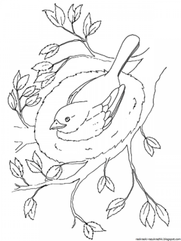 Птицы. Раскраска