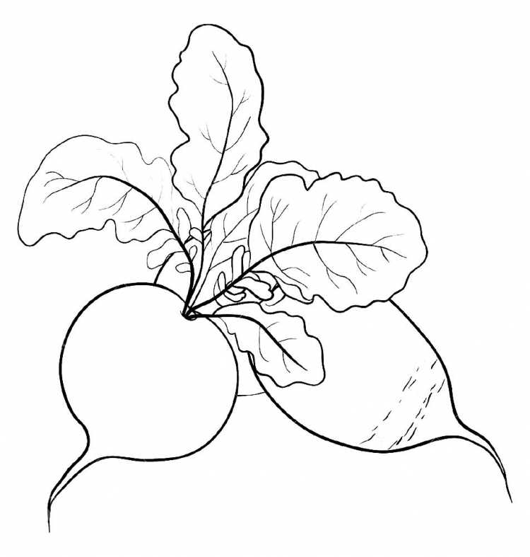 Репка рисунок раскраска