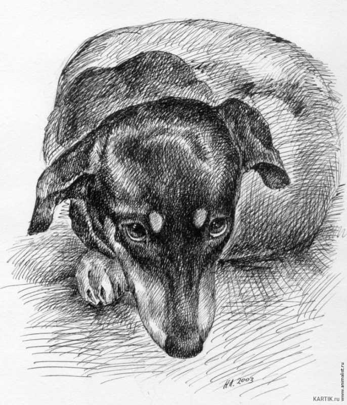 Анималистика карандашом