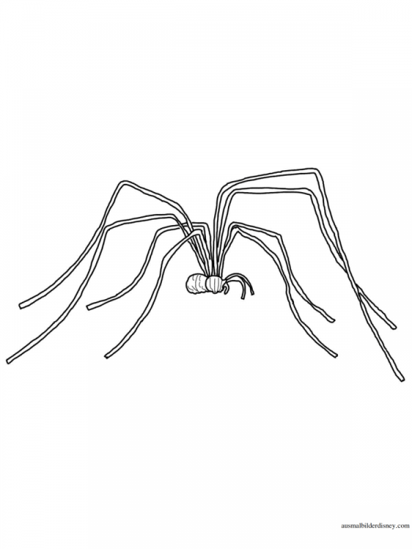 Паук раскраска для детей 3-4 лет