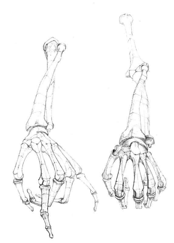 Кости кисти референс