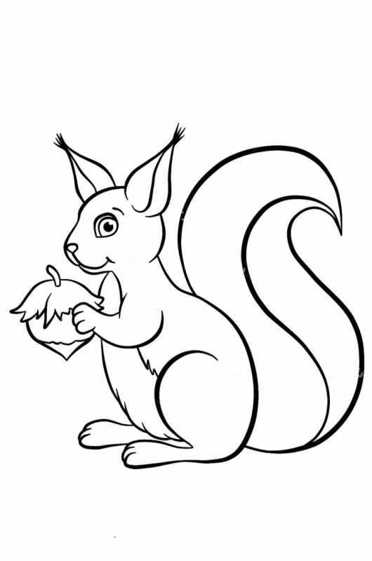 Белка раскраска для детей