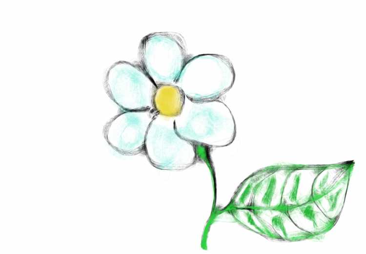 Зарисовки мелких растений