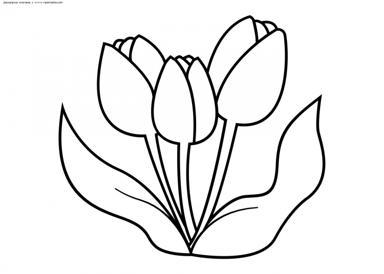 Тюльпан раскраска