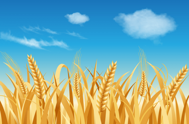 Рисование хлебное поле