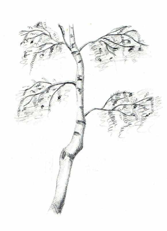 Дерево линиями