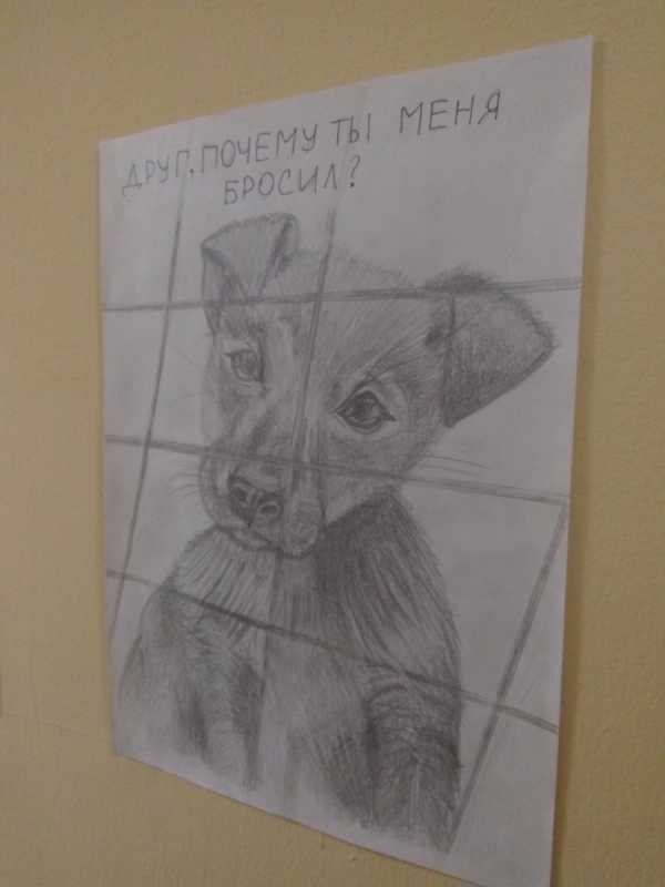 Конкурс рисунков бездомных животных