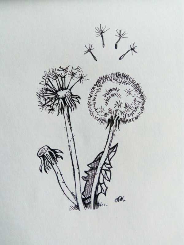 Раскраски Веселые одуванчики