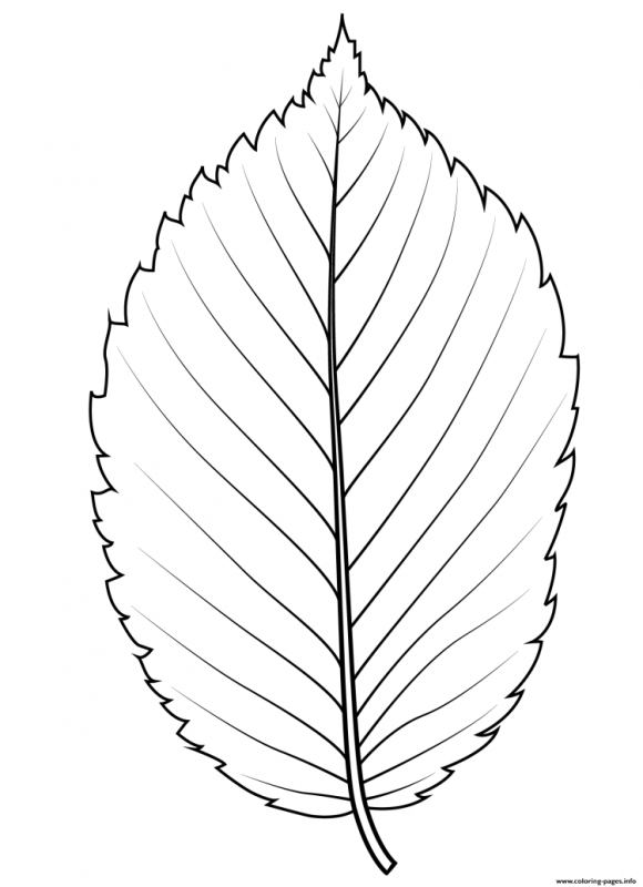 Лист березы раскраска для детей