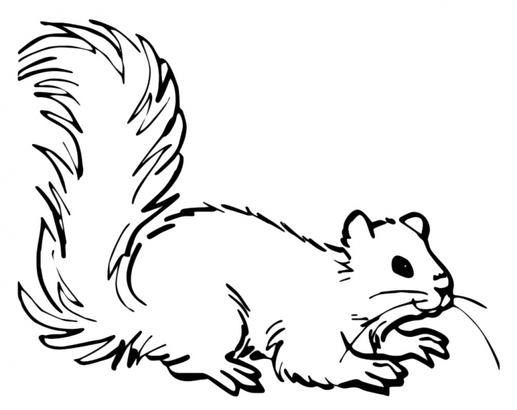 Белочка с корзинкой раскраска