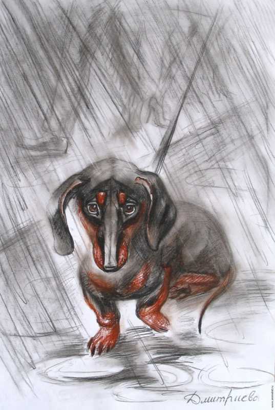 Такса под дождем