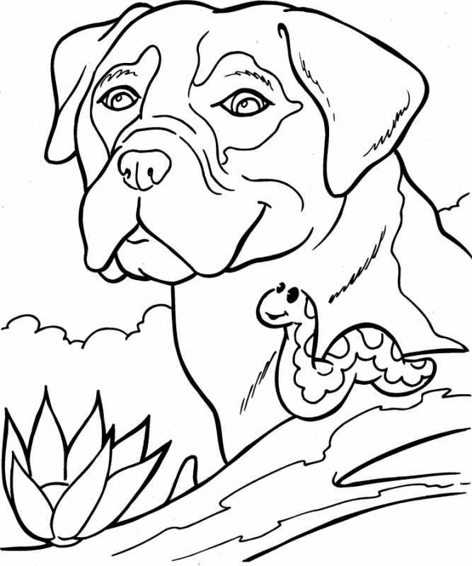 Собачка раскраска для детей