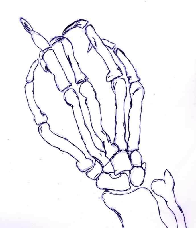 Скелет кисти левой руки
