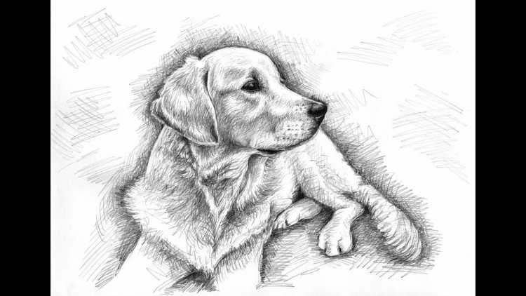 Собака рисунок карандашом