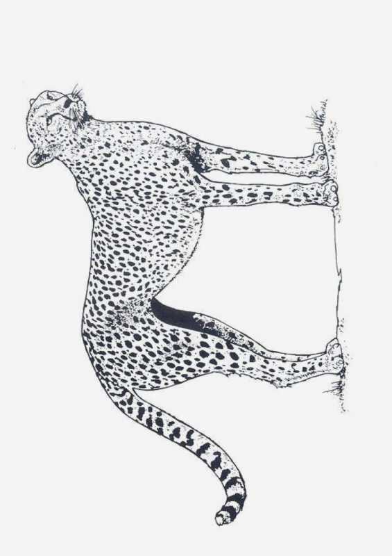 Раскраска. Ягуар