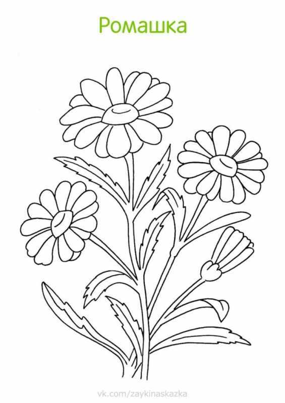 Трафарет ромашки для раскрашивания