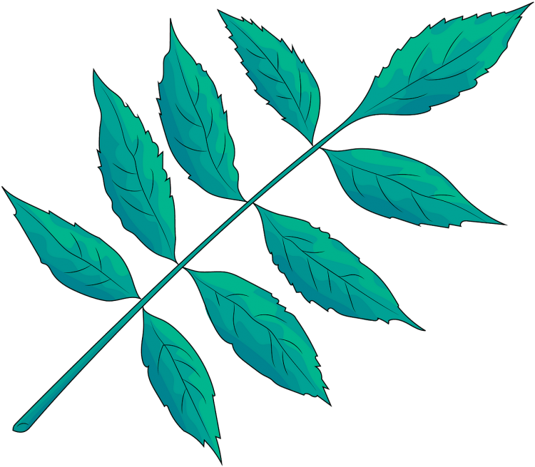 Лист ясеня вектор