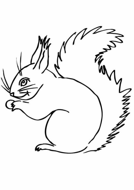 Лесные животные раскраска для детей