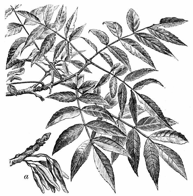 Дерево ясень на белом фоне